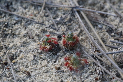 Drosera eneabba