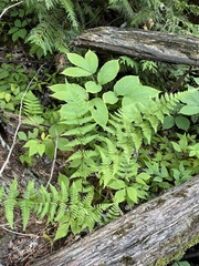 Dryopteris × boottii