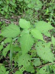 Corchoropsis crenata