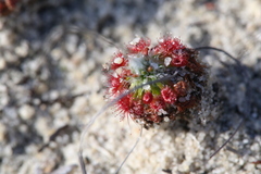Drosera eneabba