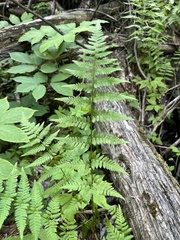 Dryopteris × boottii