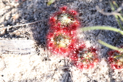 Drosera eneabba