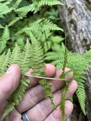 Dryopteris × boottii