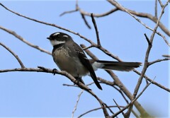 Rhipidura albiscapa alisteri