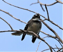 Rhipidura albiscapa alisteri