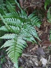 Dryopteris pacifica
