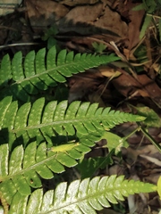 Dryopteris pacifica
