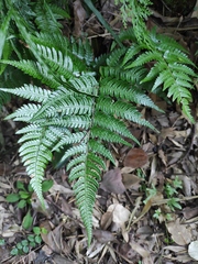 Dryopteris pacifica
