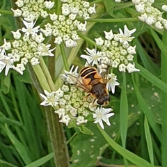 Eristalis horticola