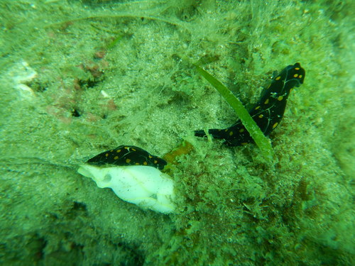 Chelidonura punctata