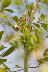 Anolis smallwoodi