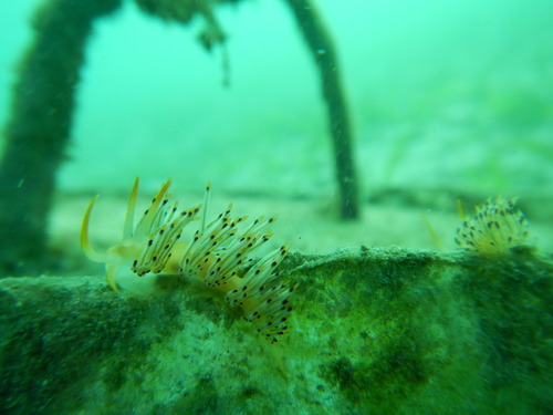 Sakuraeolis kirembosa