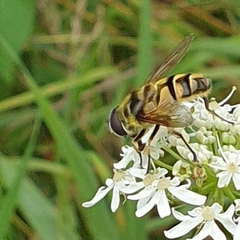 Myathropa florea
