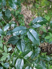 Derris fordii