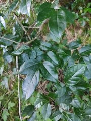 Derris fordii