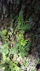 Pleopeltis michauxiana