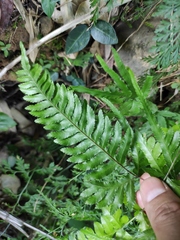 Pteris dispar