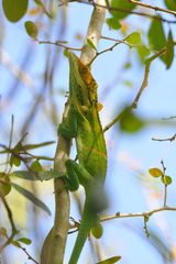 Anolis smallwoodi