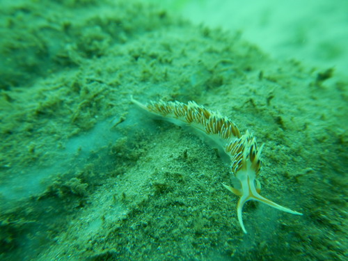 Caloria militaris