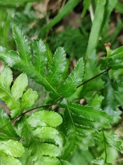 Pteris dispar