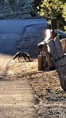 Vulpes vulpes necator