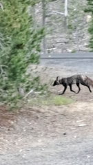 Vulpes vulpes necator