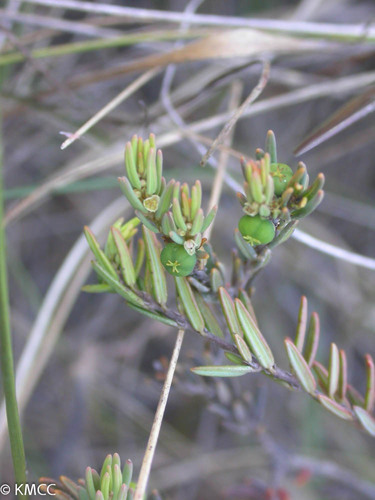 Phyllanthus philippioides image