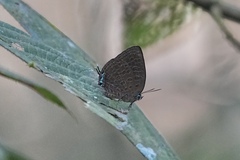 Arhopala pseudomuta