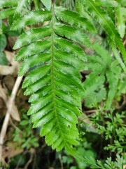 Pteris dispar