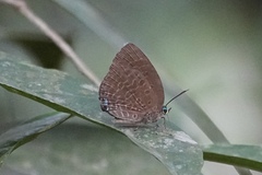 Arhopala epimuta