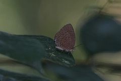 Arhopala epimuta