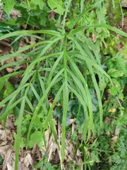 Pteris multifida