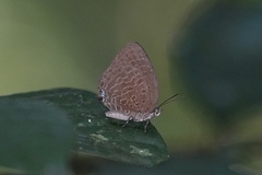 Arhopala epimuta