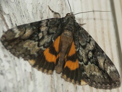 Catocala micronympha