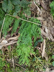 Selaginella moellendorffii