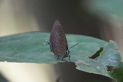 Arhopala pseudomuta