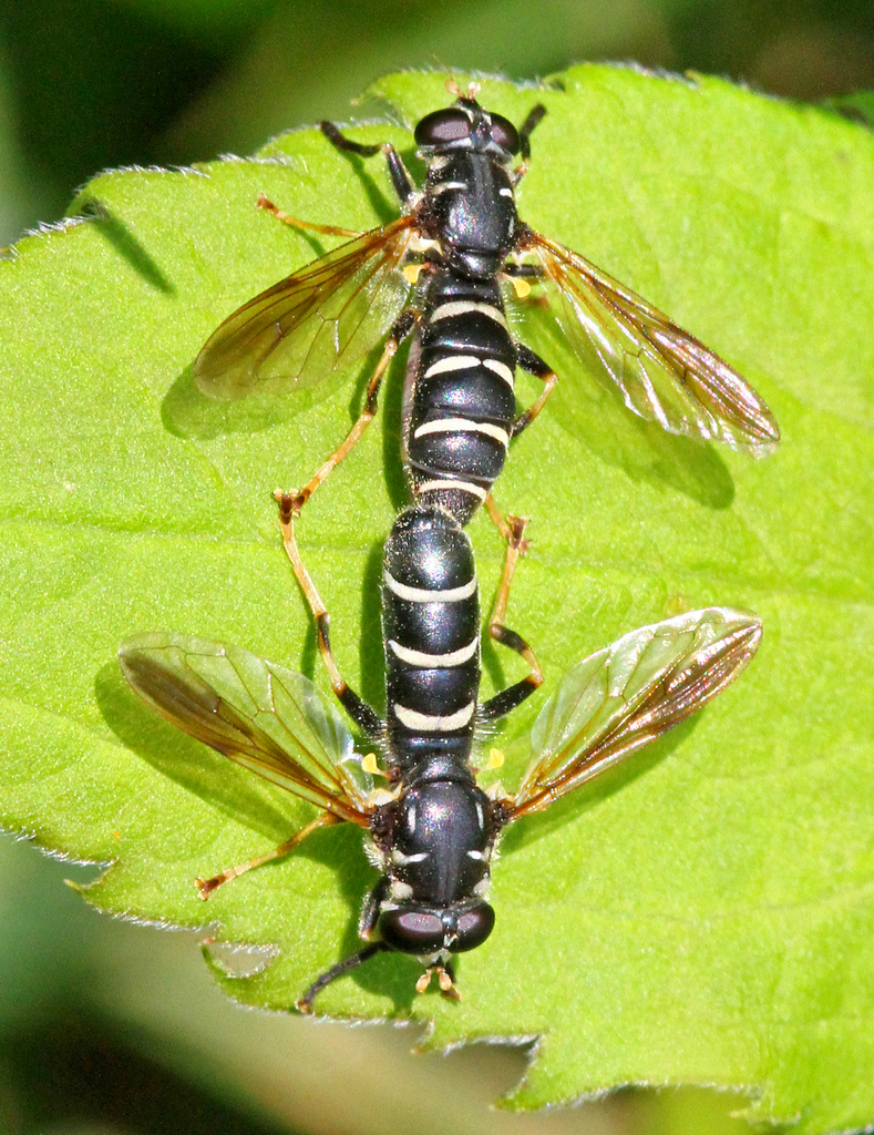 Temnostomina