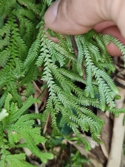 Selaginella moellendorffii