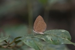 Arhopala epimuta