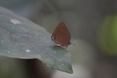 Arhopala epimuta