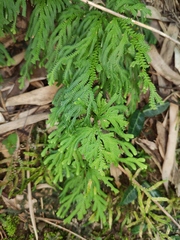 Selaginella moellendorffii