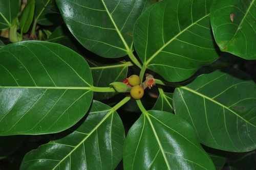 Ficus altissima