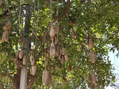 Kigelia africana