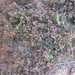 Phyllanthus bathianus - Photo (c) Helene Ralimanana, μερικά δικαιώματα διατηρούνται (CC BY-NC), uploaded by Helene Ralimanana