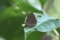 Arhopala epimuta