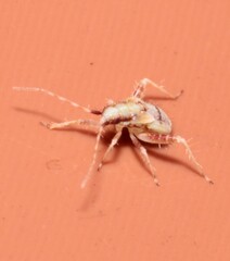 Phytocoris tiliae