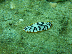 Pseudoceros scriptus