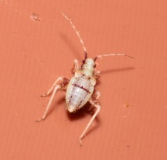 Phytocoris tiliae