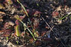 Drosera magna