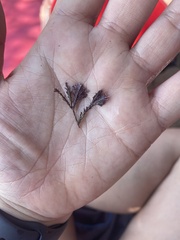 Ellisolandia elongata